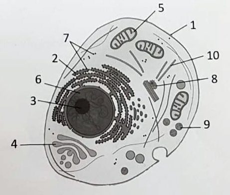 Imagen del examen de biología de Selectividad de junio 2019 en Andalucía Imagen del examen de biología de Selectividad de junio 2019 en Andalucía