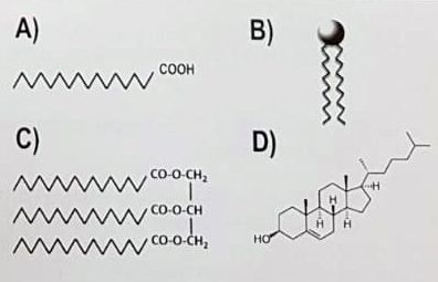 Selectividad: examen resuelto de Biología (convocatoria de junio de 2019, Andalucía) 2 Imagen del examen de biología de Selectividad de junio 2019 en Andalucía